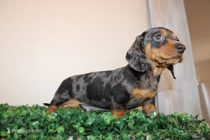 Micky – Miniature Dachshund puppy for sale in San Diego, CA