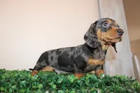 Micky, a male Miniature Dachshund for sale in San Diego, CA – 1 of 7