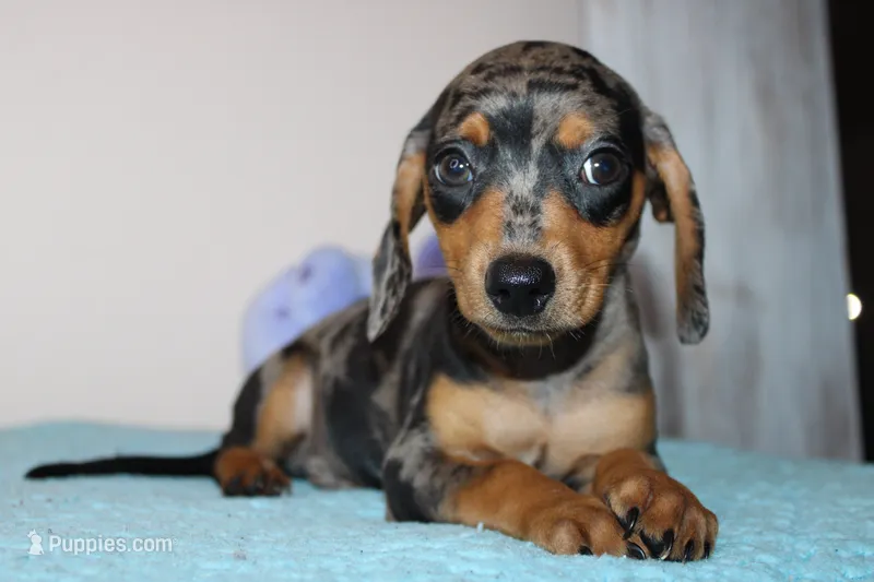 Damian – Miniature Dachshund puppy for sale in Chula Vista, CA