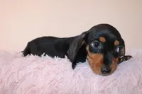 Dayanna, a female Miniature Dachshund for sale in San Diego, CA – 4 of 6