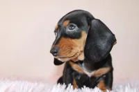 Dayanna, a female Miniature Dachshund for sale in San Diego, CA – 2 of 6