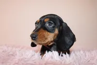 Dayanna, a female Miniature Dachshund for sale in San Diego, CA – 5 of 6