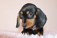 Dayanna, a female Miniature Dachshund for sale in San Diego, CA – 3 of 6
