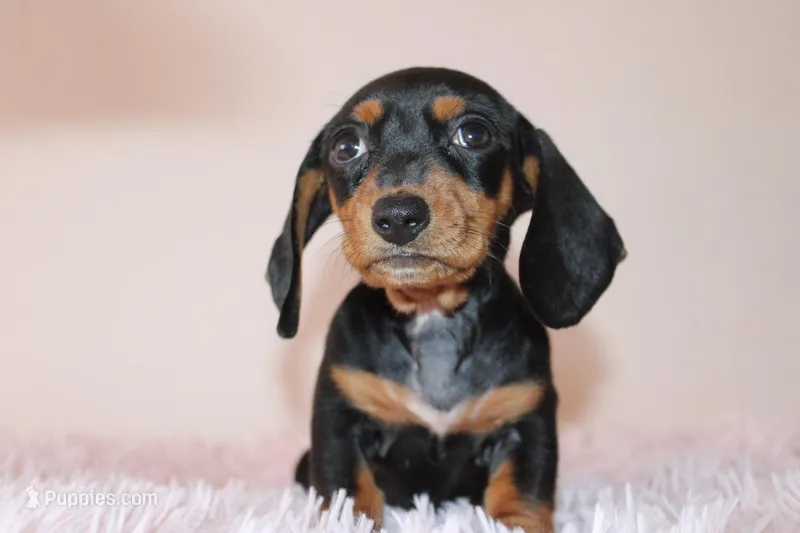 Dayanna – Miniature Dachshund puppy for sale in San Diego, CA