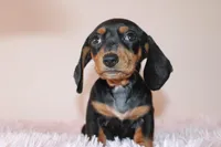 Dayanna, a female Miniature Dachshund for sale in San Diego, CA – 1 of 6