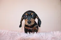 Dayanna, a female Miniature Dachshund for sale in San Diego, CA – 6 of 6