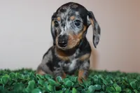 Damian, a male Miniature Dachshund for sale in Chula Vista, CA – 2 of 4