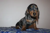 Kenny, a male Miniature Dachshund for sale in Chula Vista, CA – 7 of 7