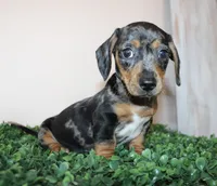 Charly, a male Miniature Dachshund for sale in San Diego, CA – 4 of 7