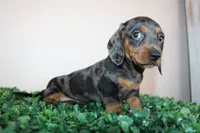Micky, a male Miniature Dachshund for sale in San Diego, CA – 6 of 7