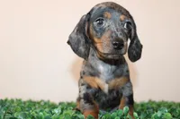 Danny, a male Miniature Dachshund for sale in San Diego, CA – 4 of 7