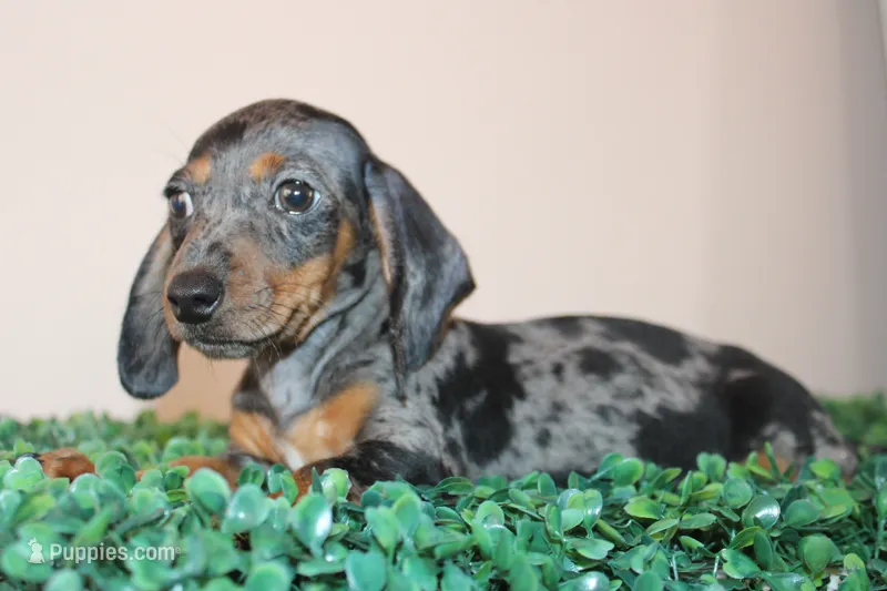Willy – Miniature Dachshund puppy for sale in San Diego, CA