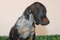 Jack, a male Miniature Dachshund for sale in San Diego, CA – 3 of 7
