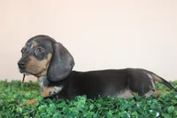 Jack, a male Miniature Dachshund for sale in San Diego, CA – 6 of 7