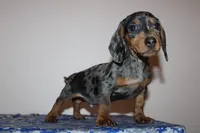 Kenny, a male Miniature Dachshund for sale in Chula Vista, CA – 3 of 7