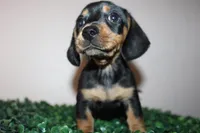 Scobby, a male Miniature Dachshund for sale in San Diego, CA – 2 of 9