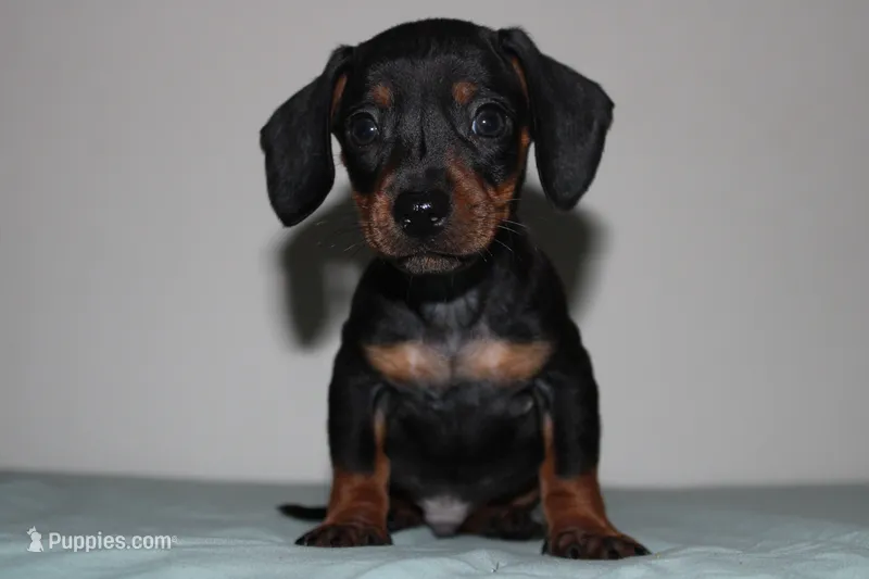 Max – Miniature Dachshund puppy for sale in San Diego, CA
