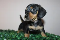Scobby, a male Miniature Dachshund for sale in San Diego, CA – 3 of 9