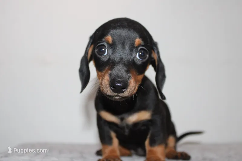 Suzann, a female Miniature Dachshund for sale in San Diego, CA – Photo 1 of 2