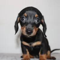 Suzann, a female Miniature Dachshund for sale in San Diego, CA – Photo 1 of 2