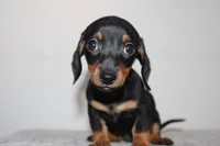 Suzann, a female Miniature Dachshund for sale in San Diego, CA – Photo 1 of 2