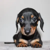 Suzann, a female Miniature Dachshund for sale in San Diego, CA – Photo 2 of 2