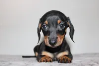Suzann, a female Miniature Dachshund for sale in San Diego, CA – Photo 2 of 2
