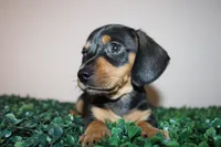 Scobby, a male Miniature Dachshund for sale in San Diego, CA – 7 of 9