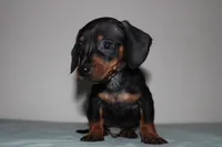 Max, a male Miniature Dachshund for sale in San Diego, CA – 4 of 5