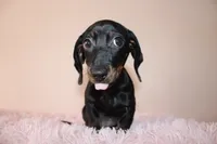 Sofi, a female Miniature Dachshund for sale in San Diego, CA – 2 of 6