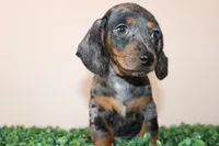 Danny, a male Miniature Dachshund for sale in San Diego, CA – 5 of 7