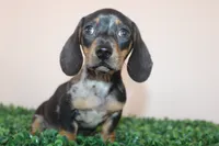 Jack, a male Miniature Dachshund for sale in San Diego, CA – 4 of 7