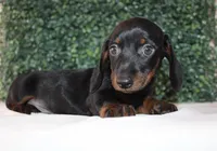Micky, a male Miniature Dachshund for sale in San Diego, CA – Photo 2 of 7
