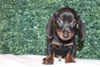Micky, a male Miniature Dachshund for sale in San Diego, CA – Photo 5 of 7