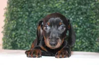 Micky, a male Miniature Dachshund for sale in San Diego, CA – Photo 4 of 7