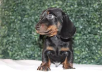 Micky, a male Miniature Dachshund for sale in San Diego, CA – Photo 3 of 7