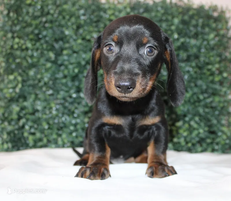 Micky – Miniature Dachshund puppy for sale in San Diego, CA