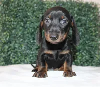 Micky, a male Miniature Dachshund for sale in San Diego, CA – Photo 1 of 7