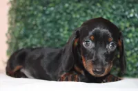 Micky, a male Miniature Dachshund for sale in San Diego, CA – Photo 6 of 7