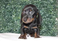 Micky, a male Miniature Dachshund for sale in San Diego, CA – Photo 7 of 7