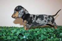 Daisy, a female Miniature Dachshund for sale in San Diego, CA – 4 of 6