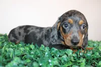 Micky, a male Miniature Dachshund for sale in San Diego, CA – 3 of 7
