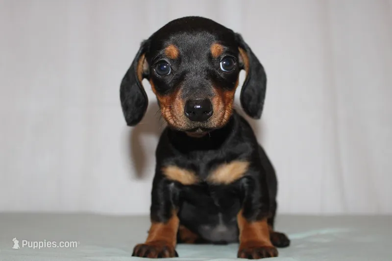 Oliver – Miniature Dachshund puppy for sale in San Diego, CA
