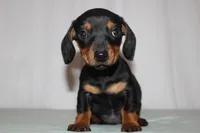 Oliver, a male Miniature Dachshund for sale in San Diego, CA – Photo 1 of 4