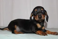 Oliver, a male Miniature Dachshund for sale in San Diego, CA – Photo 4 of 4