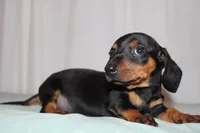 Oliver, a male Miniature Dachshund for sale in San Diego, CA – Photo 3 of 4
