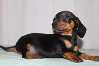 Oliver, a male Miniature Dachshund for sale in San Diego, CA – Photo 2 of 4