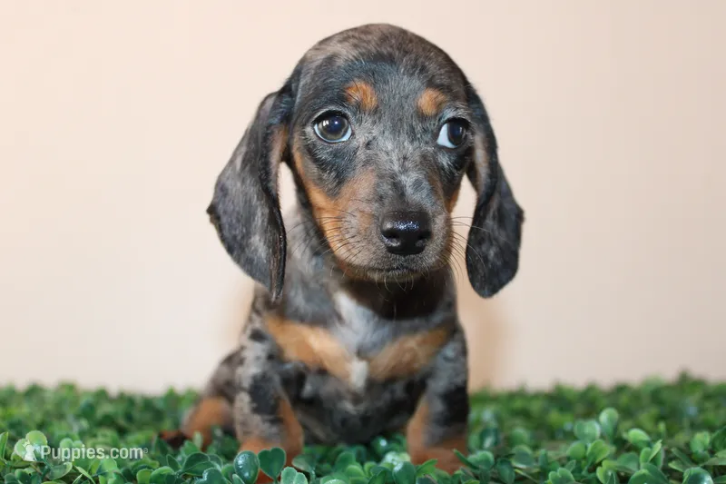 Willy – Miniature Dachshund puppy for sale in San Diego, CA