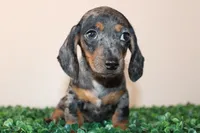 Willy, a male Miniature Dachshund for sale in San Diego, CA – 1 of 4