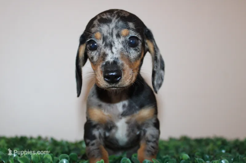 Damian – Miniature Dachshund puppy for sale in Chula Vista, CA